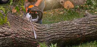 Best Root Management and Removal  in Kalispell, MT