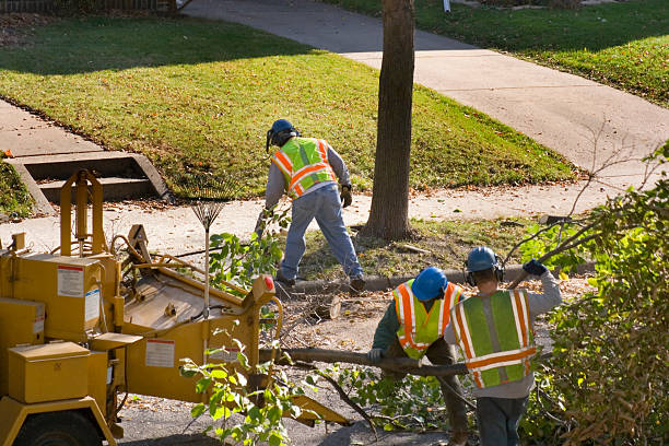 Best Tree and Shrub Care  in Kalispell, MT